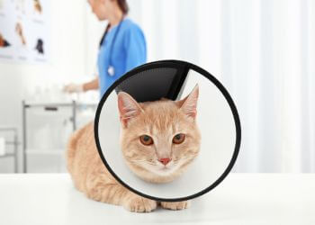 A cat wearing a surgery collar