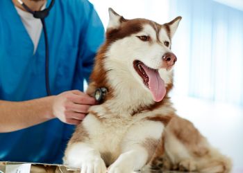 a dog smiling with vet