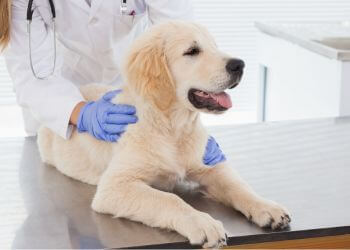 a female vet checking a dog