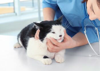 a vet checking cat teeth