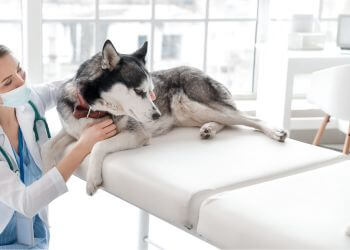 a vet checking dog neck