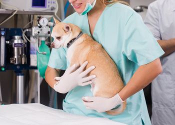 a vet hold a dog in operation room