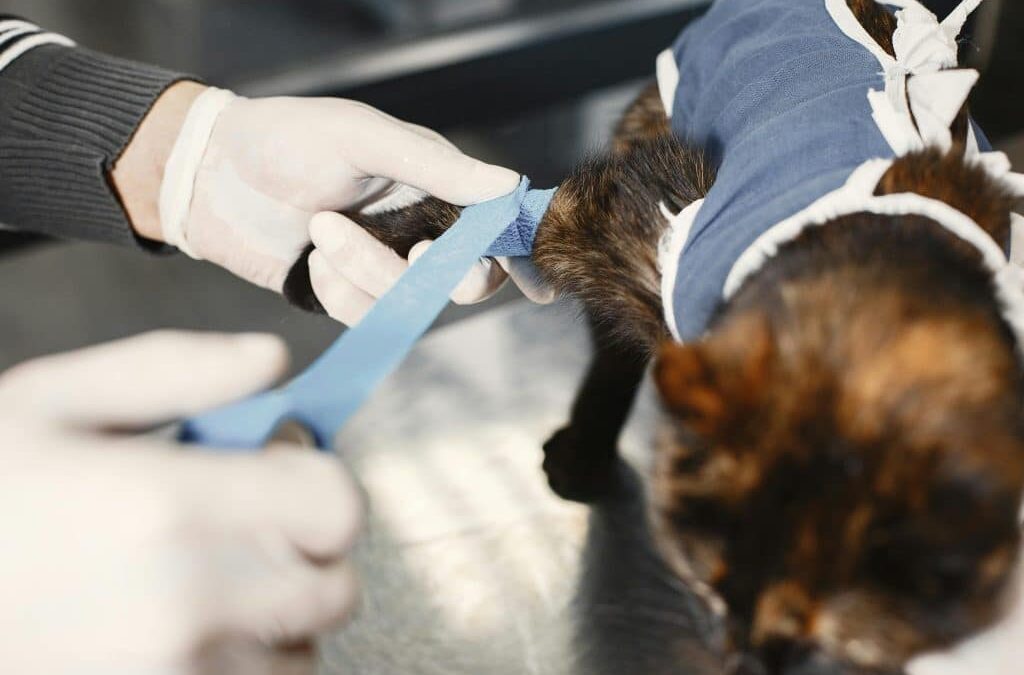 A vet applies a blue bandage to the leg of a cat