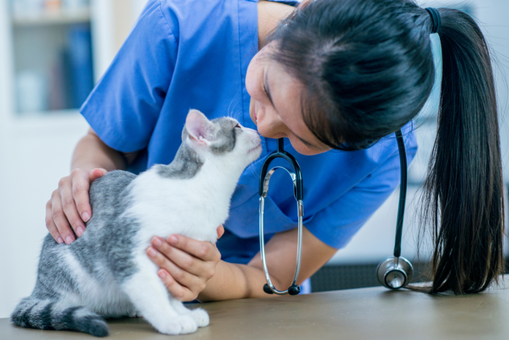 A woman in a blue shirt gently pets a fluffy cat