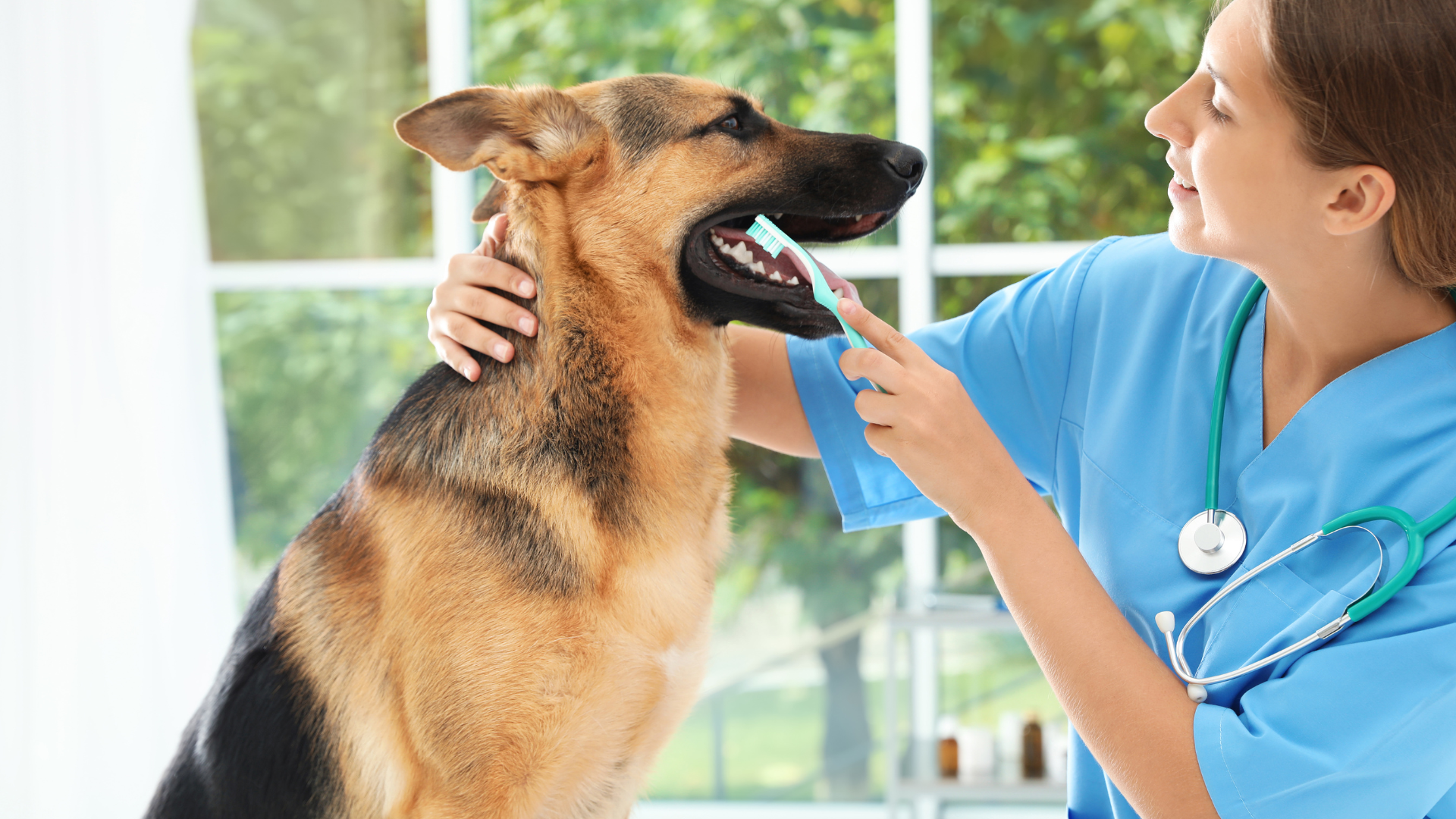 A woman in a blue shirt brushing the teeth of a dog