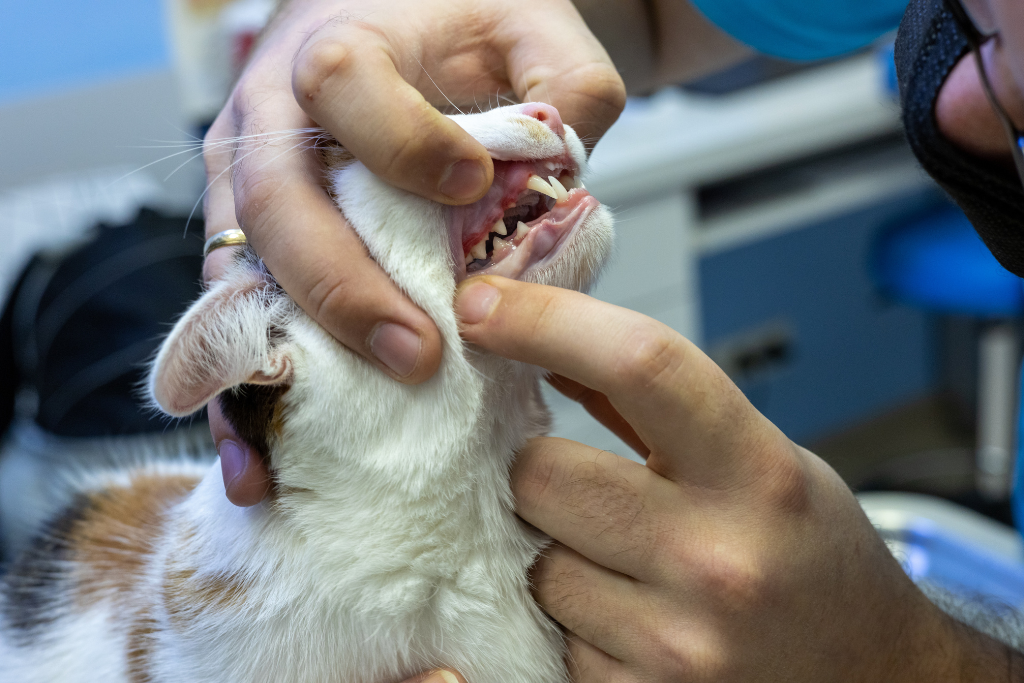 A person holding a cat's mouth open for examination