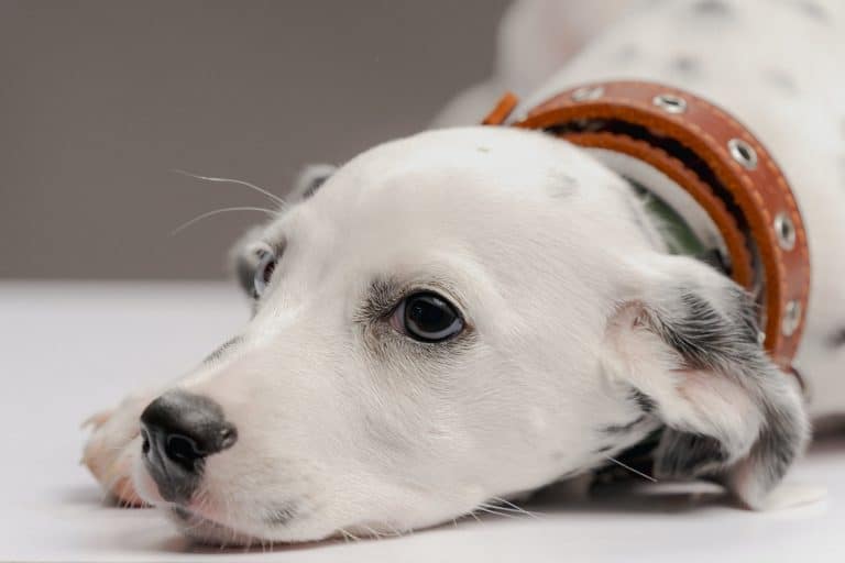 A dog laying on the floor