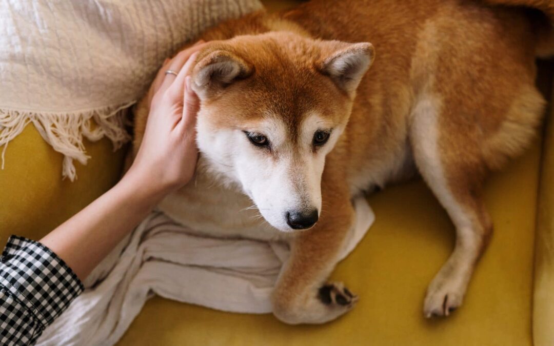 A person relaxing on a couch while petting a dog