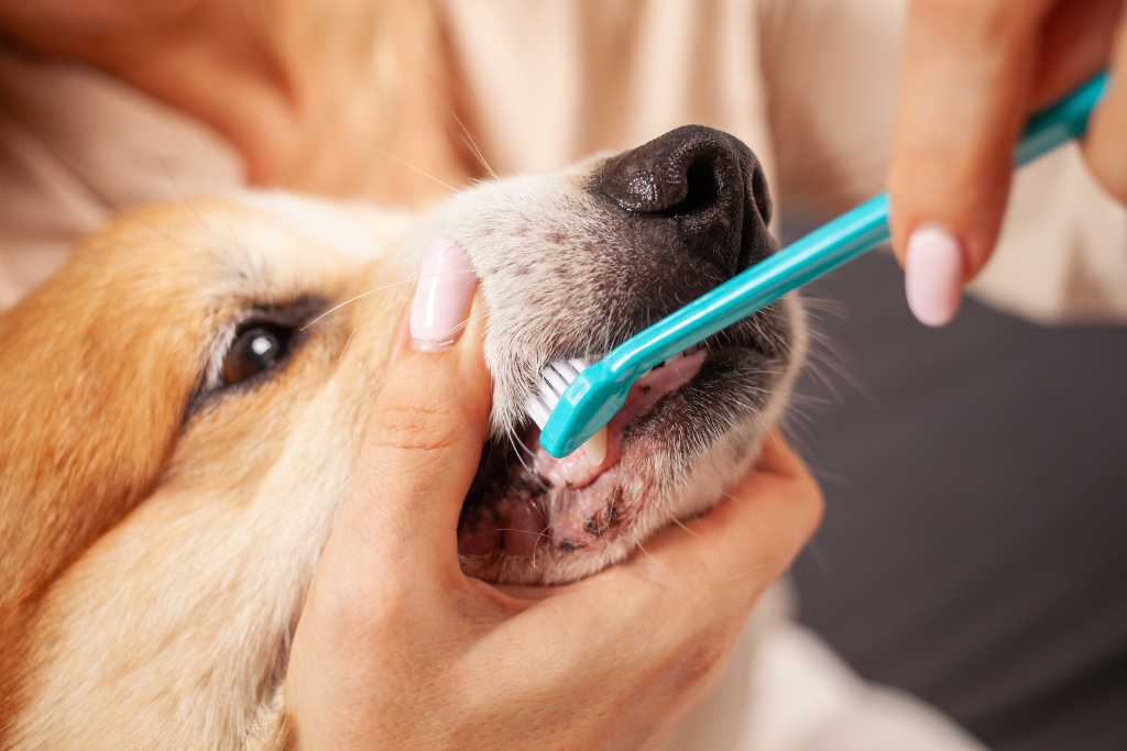 Woman brushing dog's teeth with blue toothbrush