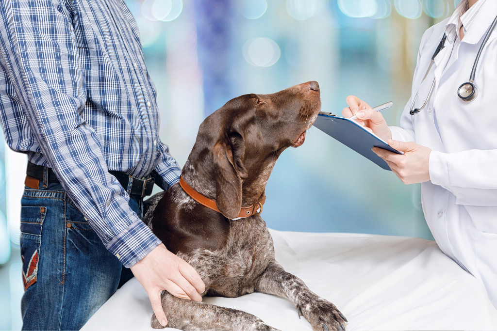 A dog sitting calmly on a bed next to a vet