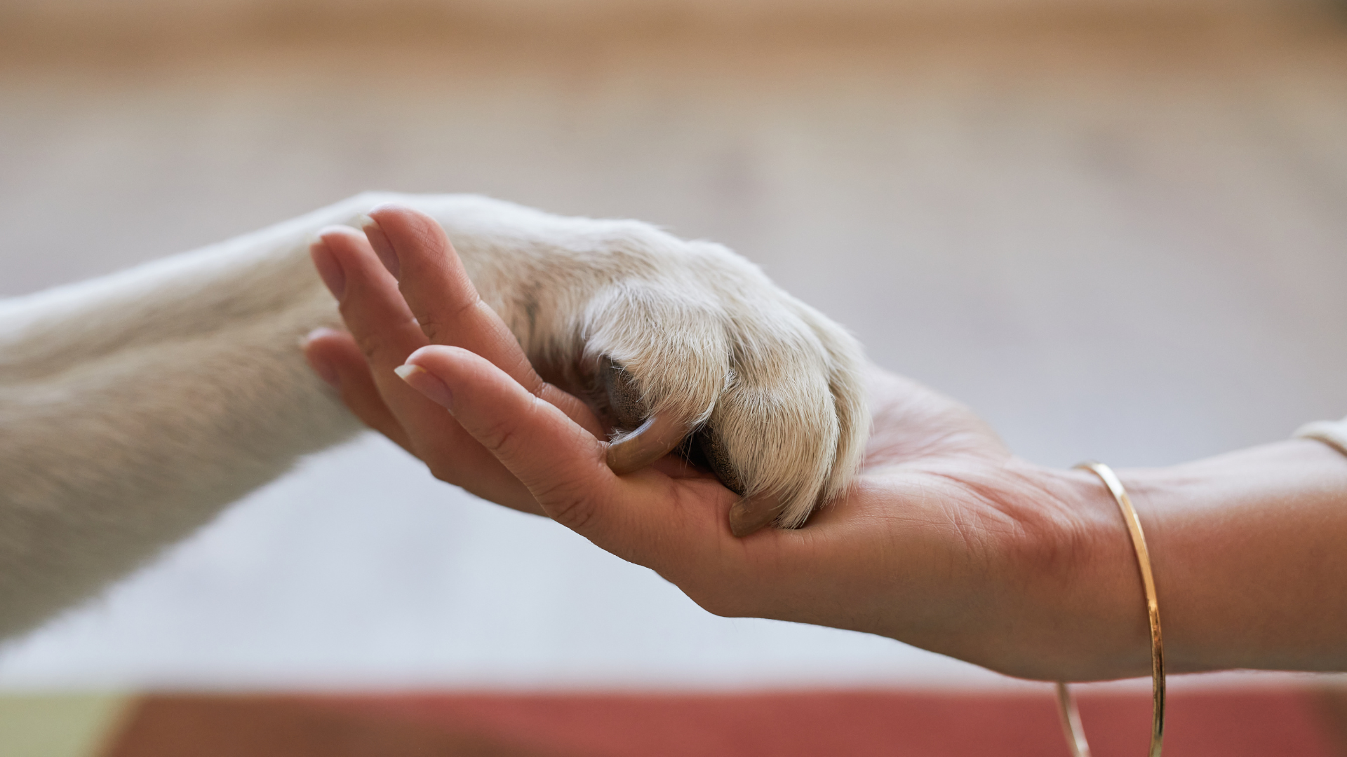 A Person holding a dog's paw