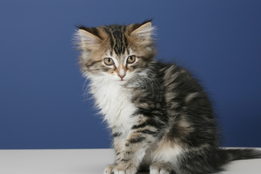 A cute kitten sitting on a table