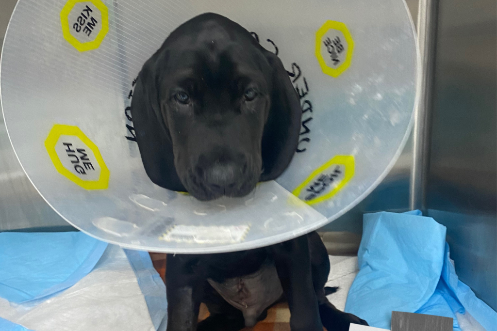 A black dog with a cone on its head