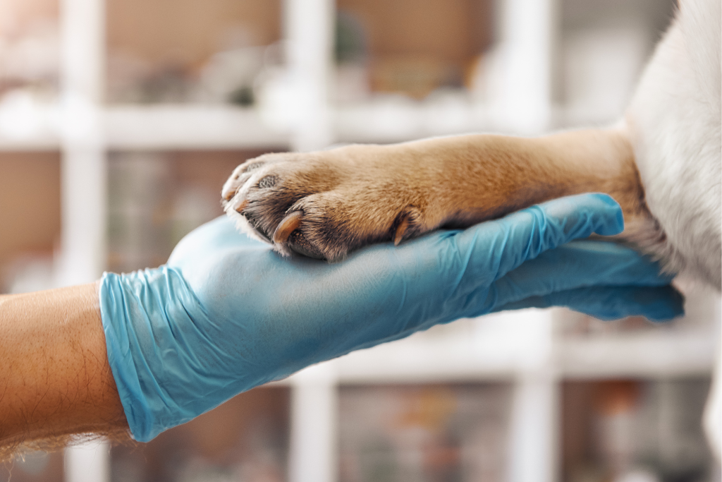 A person wearing gloves holds a dog's paw