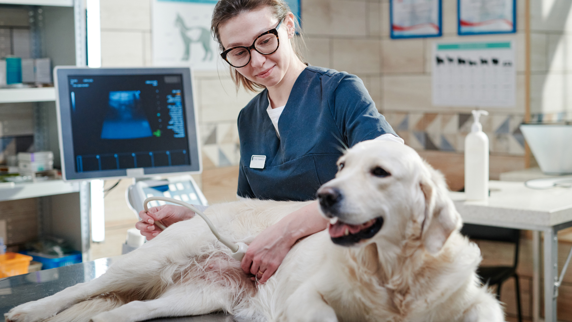 A woman doing an ultrasound of a pet