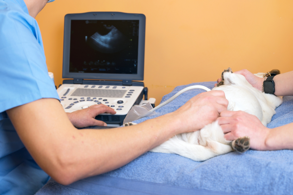 A vet performs an ultrasound scan on a pet's abdomen