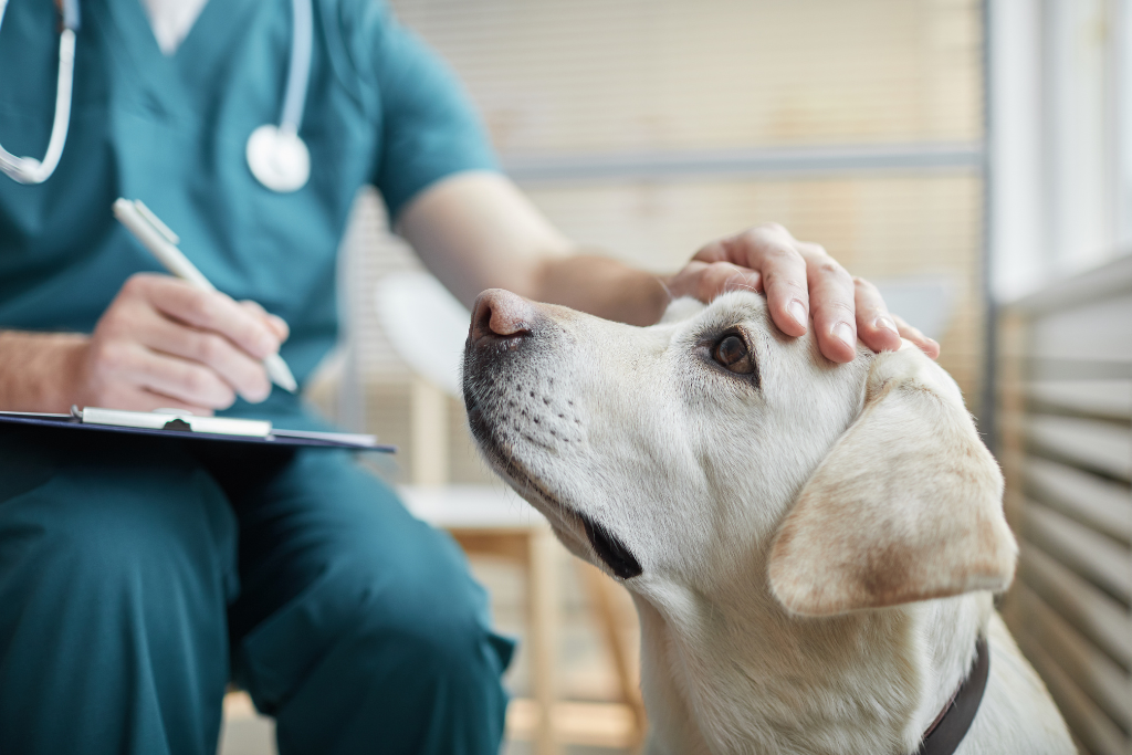 A vet's hand is covering the dog's head