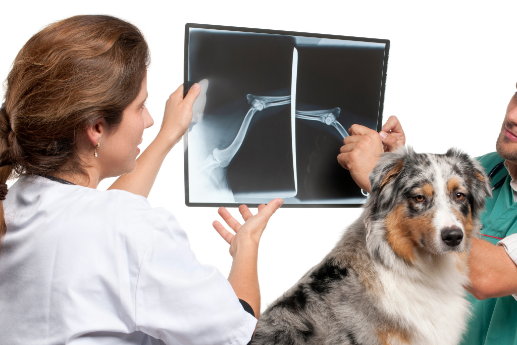 A man and woman examining a dog's x-ray