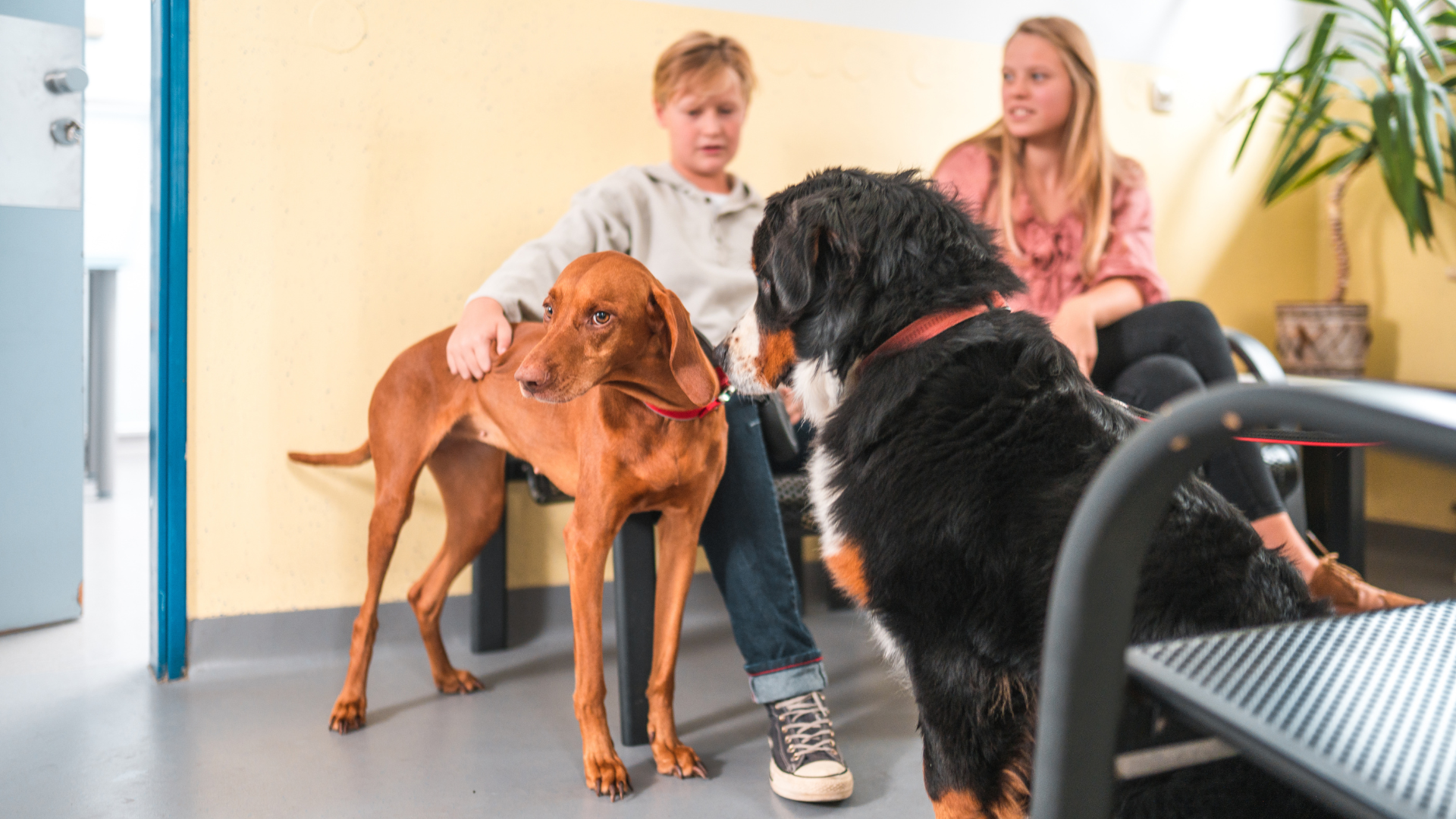 Two women and their dogs wait in a veterinary clinic's waiting room