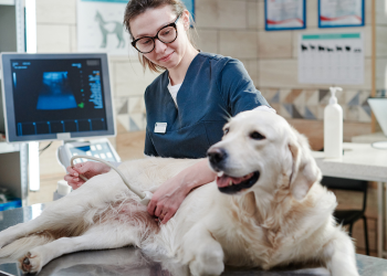 A woman doing an ultrasound of a pet